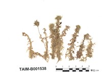 藏品(泥炭苔屬)的圖片